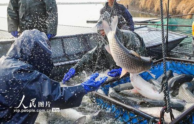 河南新县：“鱼跃人欢”迎丰收，喜庆年味浓